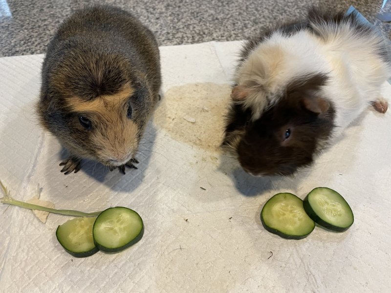 Solo &amp; Chewie 3