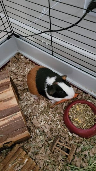 Adorable Guinea Pig Looking for a Loving Home