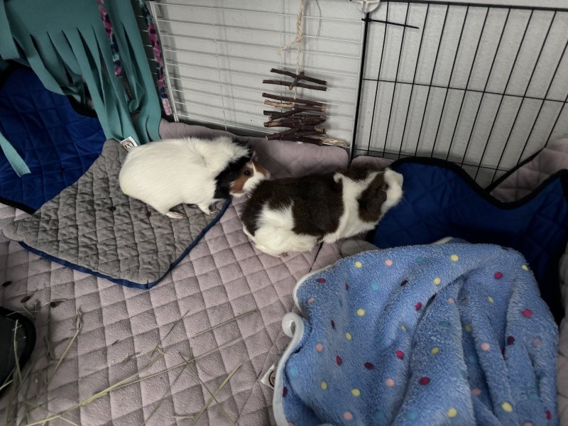 Two female guinea pigs needing new home!