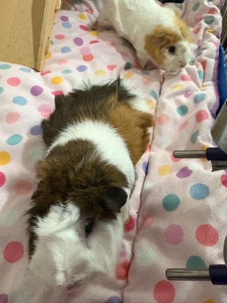 Sisters Peanut and Mocha need a new home