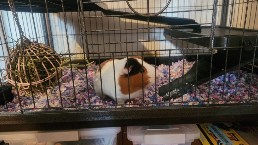 Female Guinea pig with cage &amp;amp; supplies