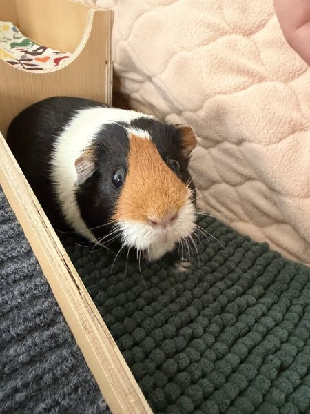 2 female guinea pigs with cage and supplies.