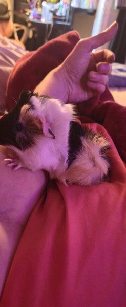 7 week old babies
