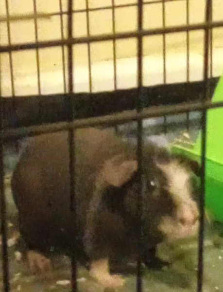 2 Bonded Female Skinny Pigs