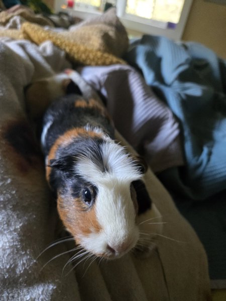 Hand raised, sweet, young piggies - $30/pair