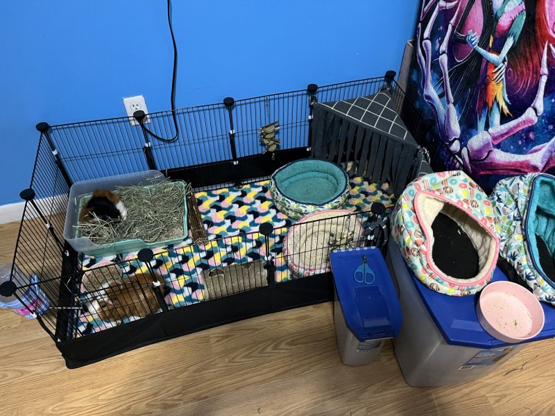 Hello! My two guinea pigs need a loving home!