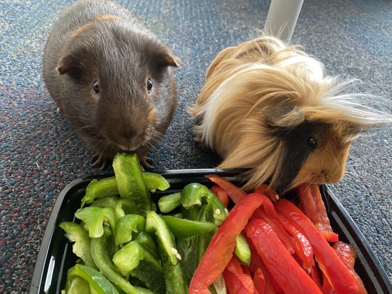 Rehoming 2 male guinea pigs