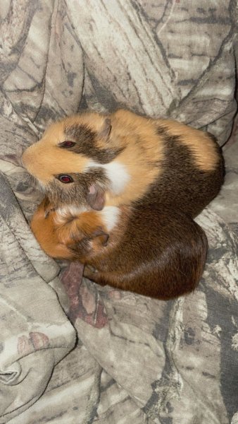 Two bonded male pigs very loving