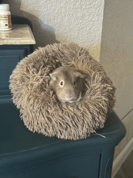 Male Guinea Pig