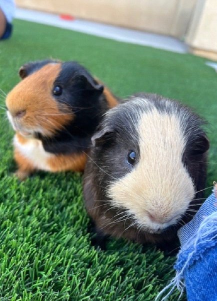 2 Male Guinea Pig Chocolate and Mocha