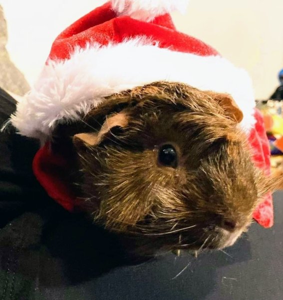 Adult Male Guinea Pig