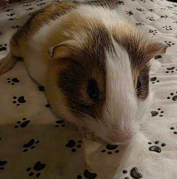 Male &amp;amp; Female guinea pigs