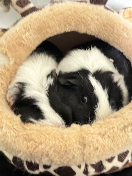 TWO FEMALE GUINEA PIGS IN DFW AREA