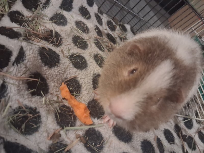 Two male guineas need a new home
