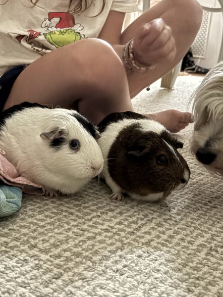 2 Bonded Females in NYC