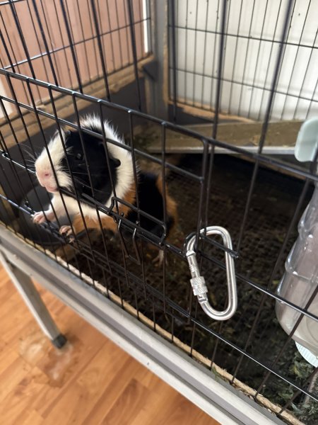 Herby needs a home