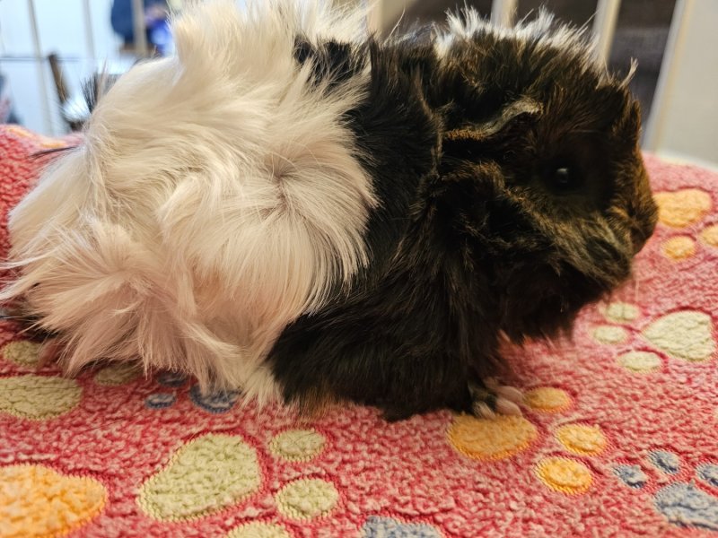 Furry Friends Needs New Homes