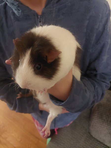 FEMALE GUINEA PIG TO REHOME