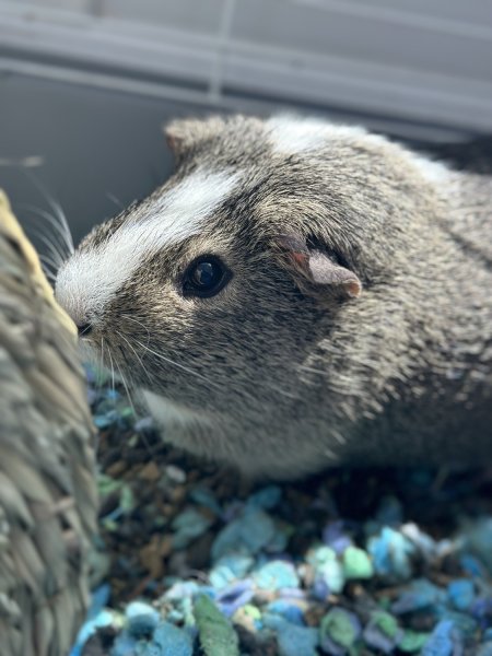 Grey and white guinea pig named Sweety