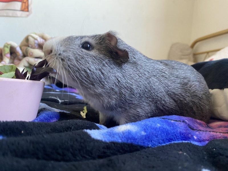 Male Guinea pig needs Rehoming