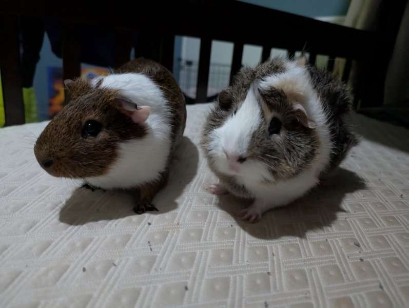 2 male guinea pigs (Grimace &amp;amp; Rooster)