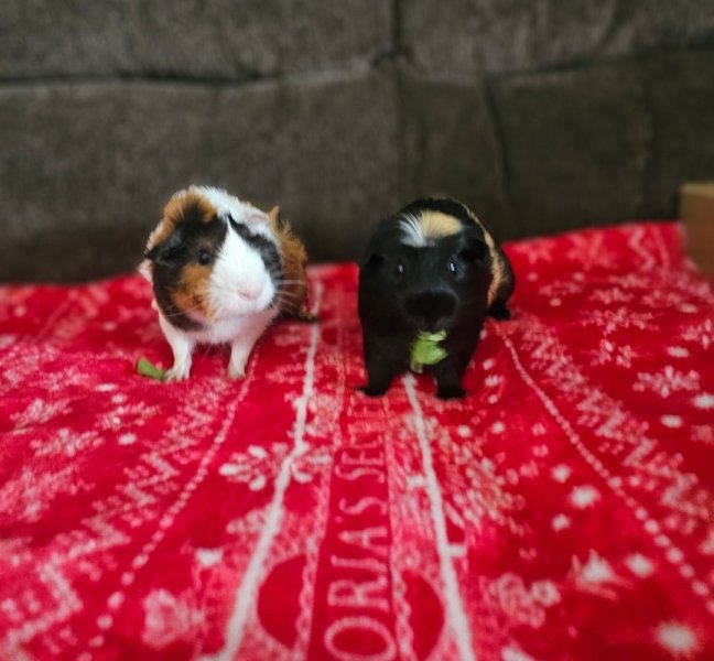2 Male guinea pigs, Hesperia ca
