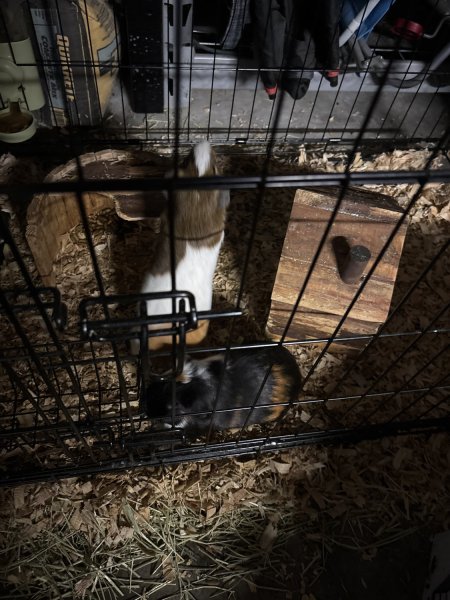 Two guinea pigs in dire need of a home