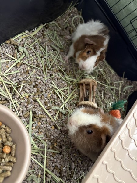 Two-Three Month Old Guinea Pigs