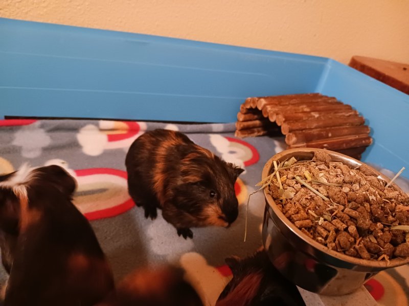 4 babies and their Mum