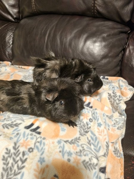 2 Sweet Male Bonded Brothers