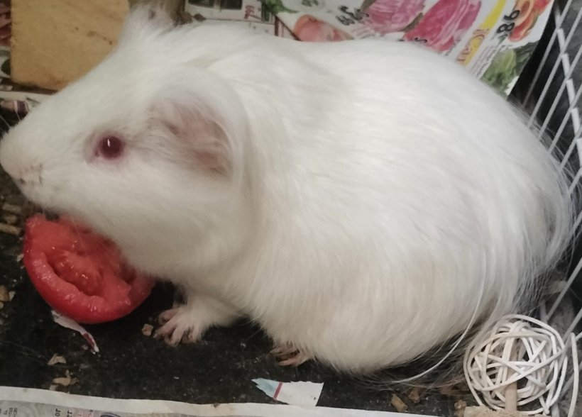 Two Guinea Pigs Need Urgent Home