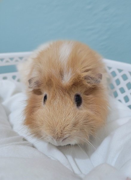 Male Pig In Need of a New Home &amp;amp; Friend(s)