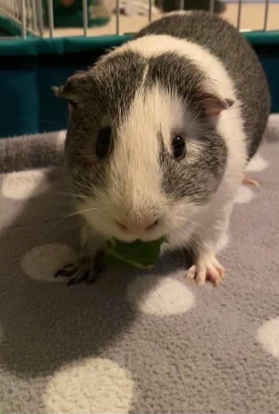 Two Adorable Male Guinea Pigs Need New Home