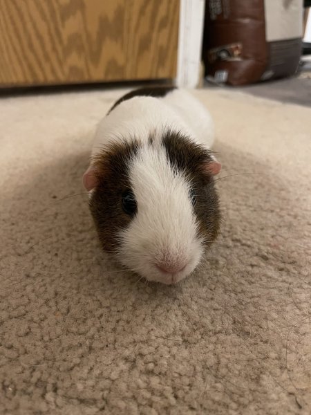 4 yr old Male short hair Guinea pig