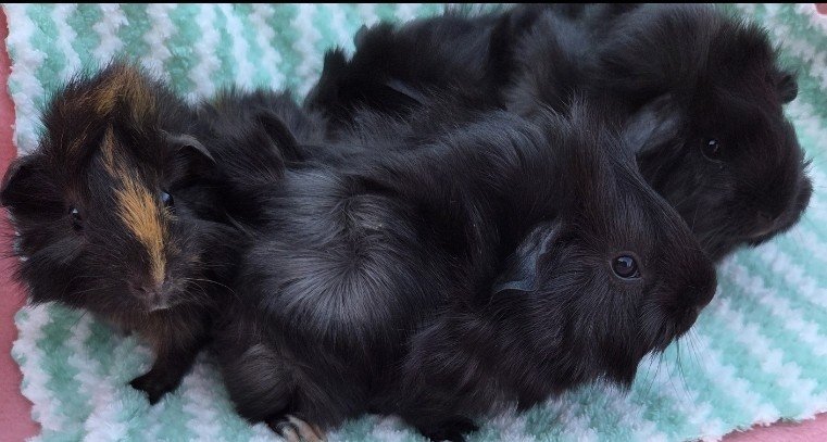 Adorable Baby Guinea Pigs (4 weeks old)