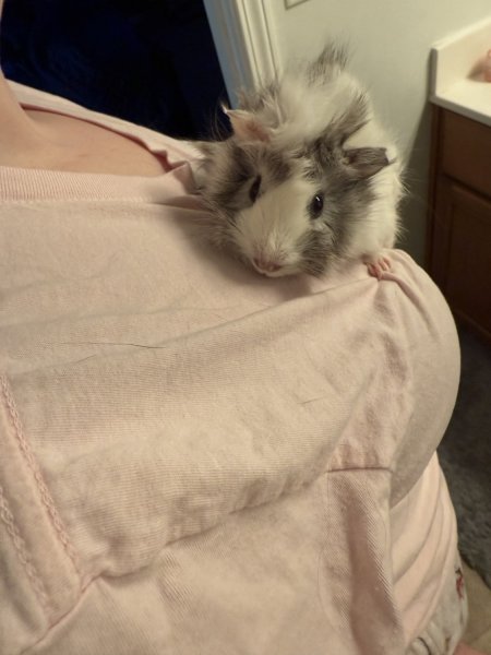 2 Female 1 Male For Sale