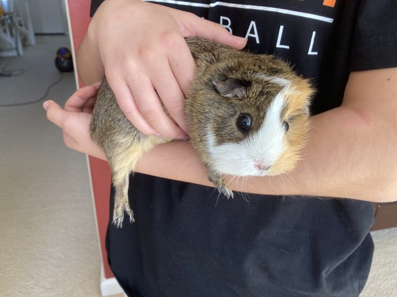 2 adult female guinea pigs - super cute