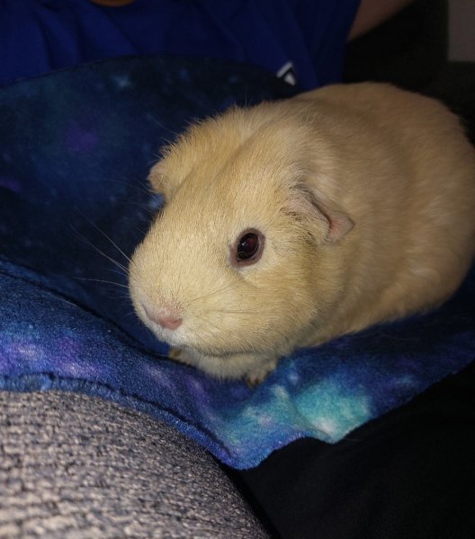 2 Female Guinea Pigs need to re-home