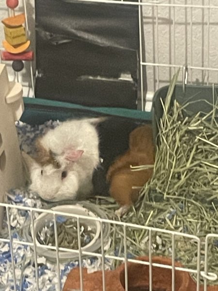 Two males with cage. Bonded duo.