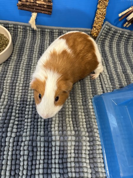 Male Guinea Pig looking for new home