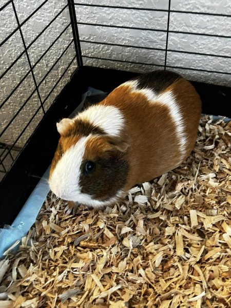 Rehoming Sister &amp;amp; Brother Piggies