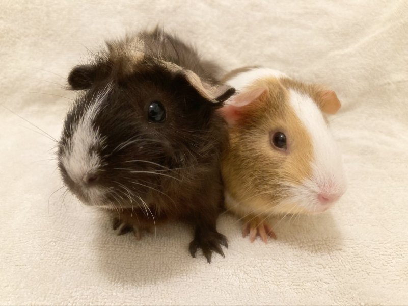 Nova &amp;amp; Lily - 1.5 y/o and 5 m/o for adoption