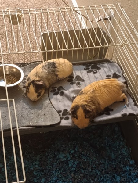 Two sweet boys for rehome
