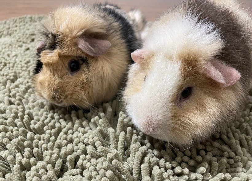 2 female guinea for rehomeing!