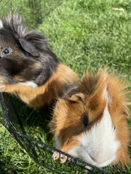 Bonded Male Guinea Pigs 1 year old