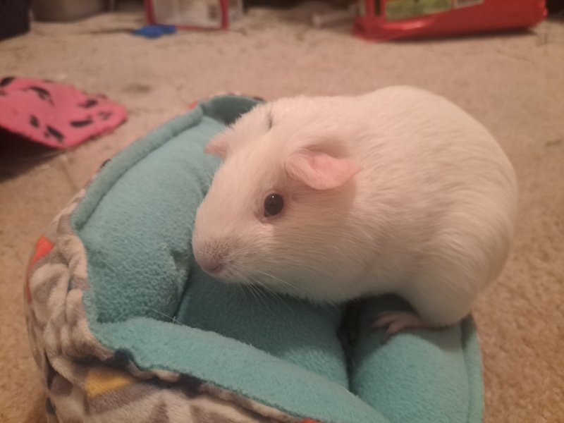 1 Female guinea pig desperate for a new home