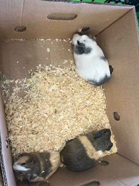 3 unknown gender piggies dumped at my job