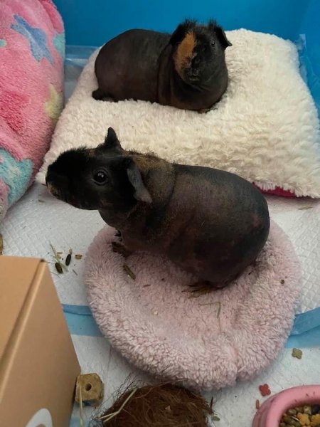 Two beautiful black hairless guinea pigs