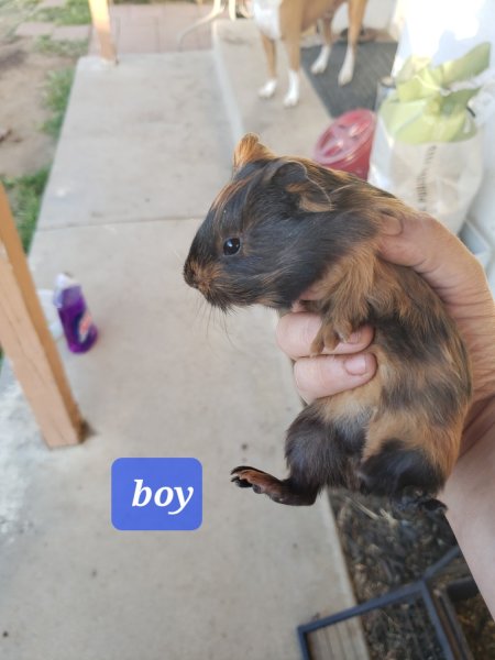 Boy baby guinea pig
