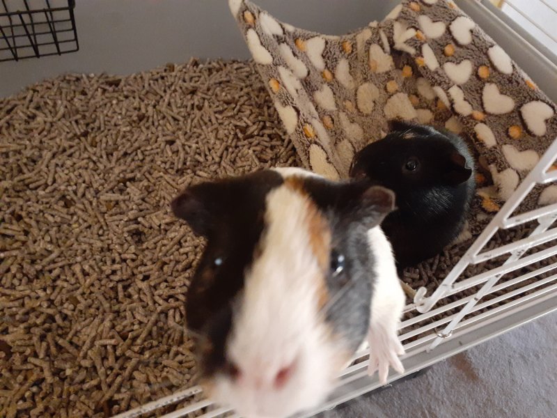Two Guinea Pigs In need of new home